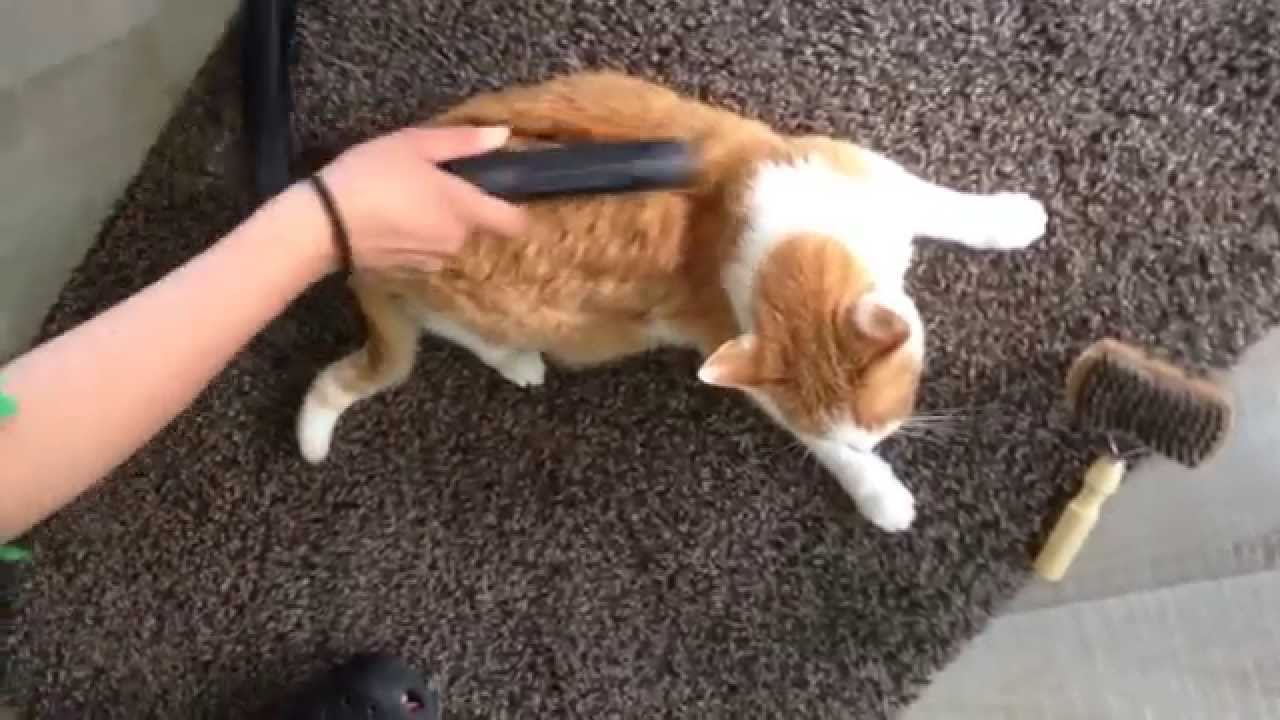 Cat loves to get Vacuum Cleaned YouTube