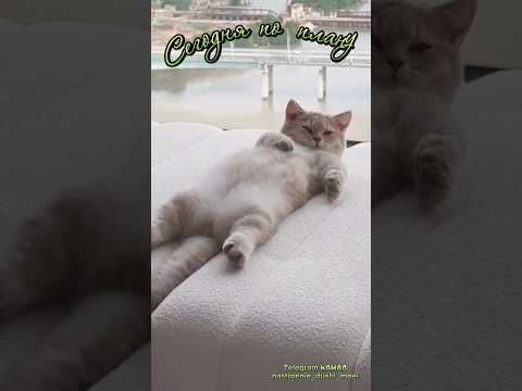 #музыкальнаяоткрытка #видеоролики #пожеланиядоброгоутра #выходные #cat