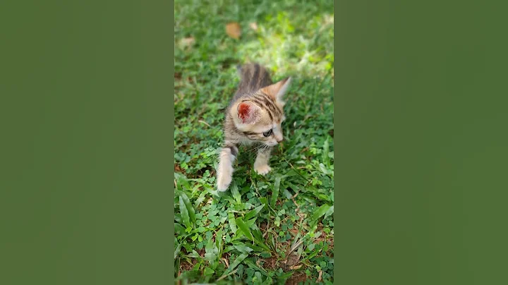 Video 5224671: cute burmese cat, brown burmese, burmese black, cat garden