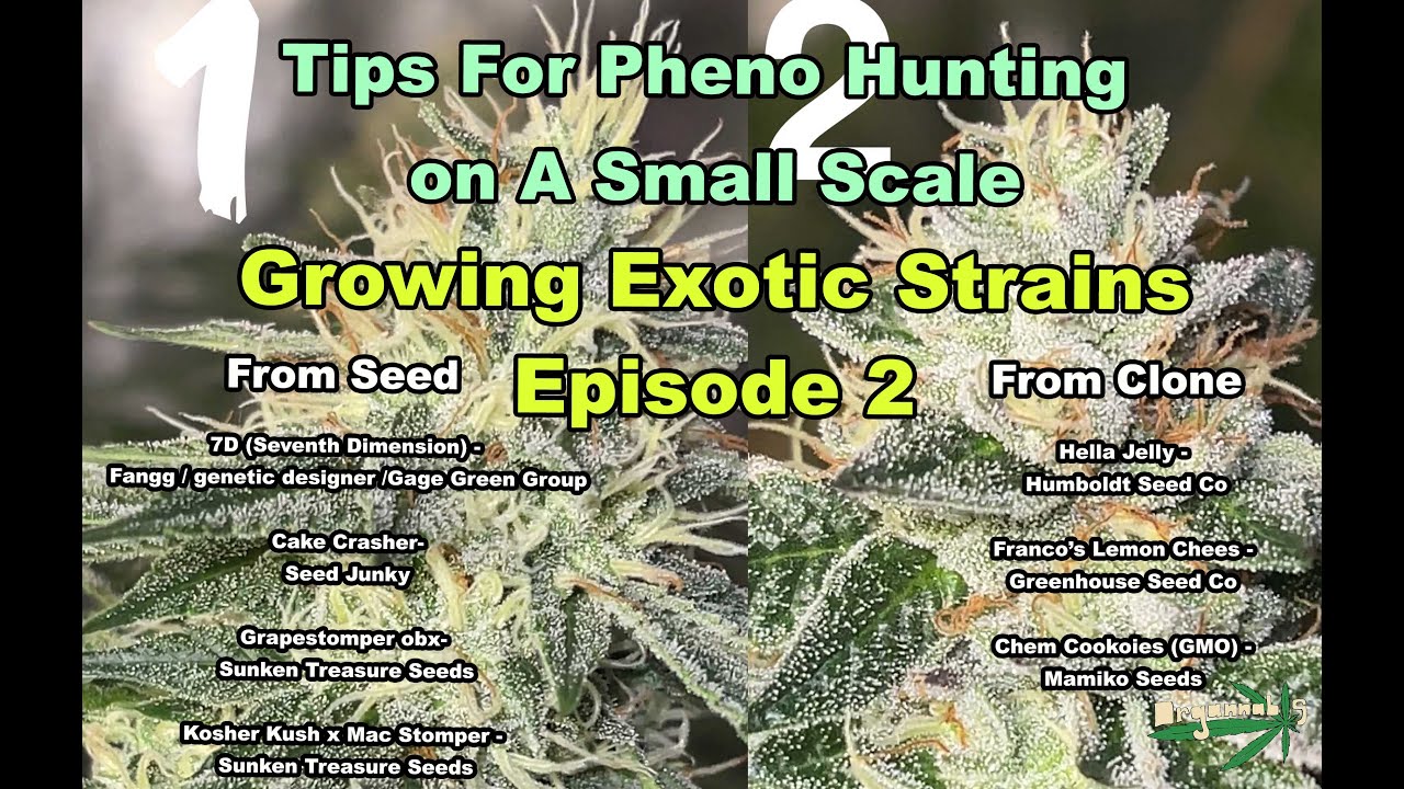 Pheno Hunting Tips Growing Exotic Weed  ep2 | 7D, GMO, Cake Crasher, Grapestomper, Hella Jelly,