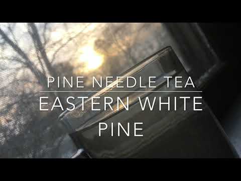 PINE NEEDLE TEA