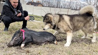 ХАСКИ НАБРОСИЛСЯ НА ПОРОСЕНКА / мини пиг в гостях у хасмут