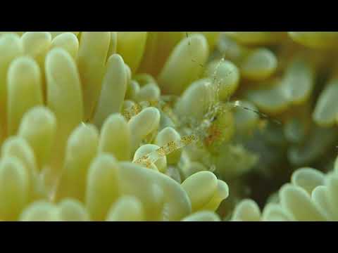 Sun anemone shrimp