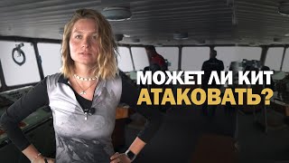 НАПАДЕНИЕ КИТОВ | Мнение эксперта: Анастасия Куница | Яхтинг в Тихом океане