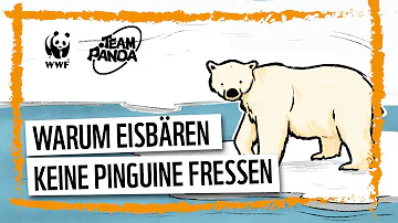 Warum können Pinguine nicht von Eisbären gefressen werden?