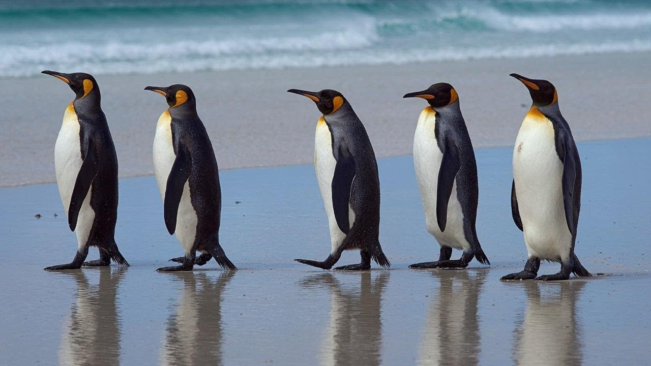Где есть пингвины. Королевский Пингвин в Антарктиде. Лос Пингвинос. Обитание пингвинов королевских. Красивый Пингвин.