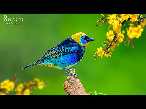 Calming music for nerves 🐦healing music for the heart and blood vessels, relaxation, for the soul 16