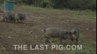 The Last Pig Greeting