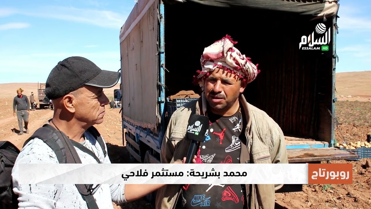 📍الأغواط | إنتاج وفير في جني البطاطا الموسمية بنوعيها 🥔 موسم خير للفلاحين!