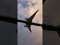 Incredible EVA Air Boeing 777 300ER Epic Sunset Landing at YVR!