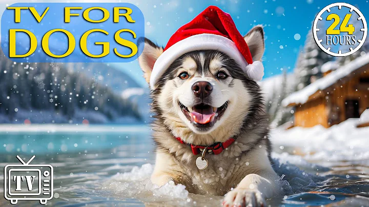 24 Hours of Soothe Anxiety with Music for Dog: Calming Music for Dogs in the Holiday Season! 🎅🏻