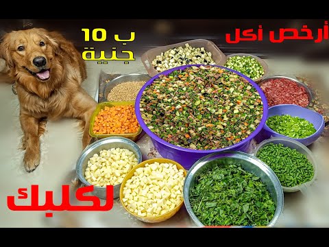 فيديو: 3 طرق لصنع طعام للكلاب