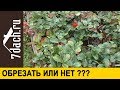 🍓 ОБРЕЗАТЬ ли клубнику на зиму? Все ЗА и ПРОТИВ - 7 дач