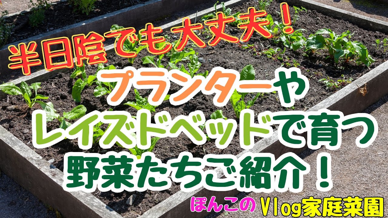 値下げ！家庭菜園にどうでしょう April 19th] Partial shade is fine! Introducing vegetables that