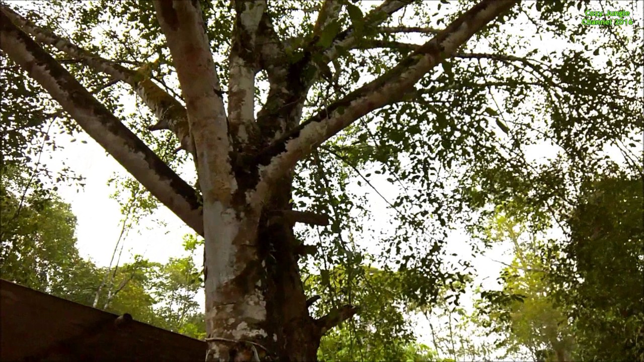  Pokok  Kayu Ara  Ficus spp 24 Sept 2022 YouTube