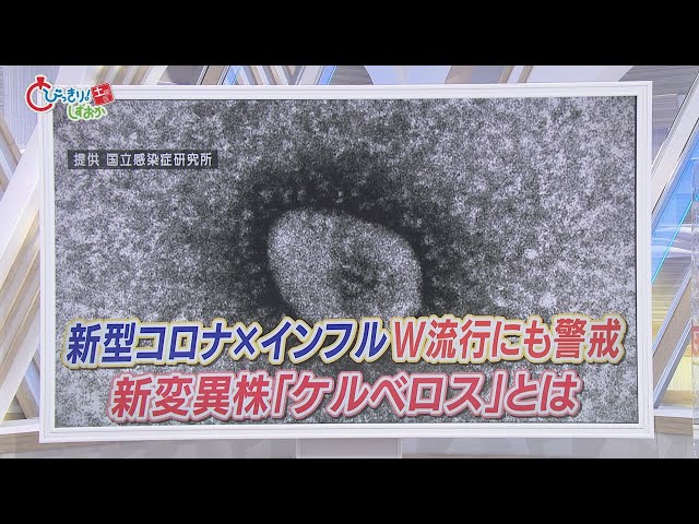 専門医「1万人もありうるが、予測できない」…ケルベロス株が感染拡大