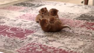 Cute is Not Enough, Most beauty Golden kittens by Ellies Cats 865 views 8 years ago 1 minute, 34 seconds