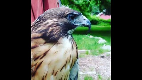Red Tail Hawk Scream