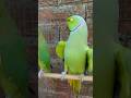 Parrot Song Hindi Rhymes Kids Animal Song Main Tota Main Tota Main Karta Song Mitthu Mitthu #song