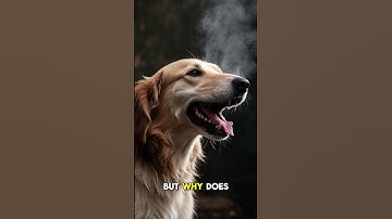 Why Your Dog