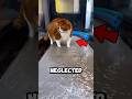 🐱 Your "Cute" Fat Cat Isn't Cute. It's Neglect.