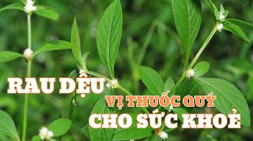 Cây rau DỆU vị thuốc quý trong dân gian và những công dụng tuyệt vời với sức khỏe