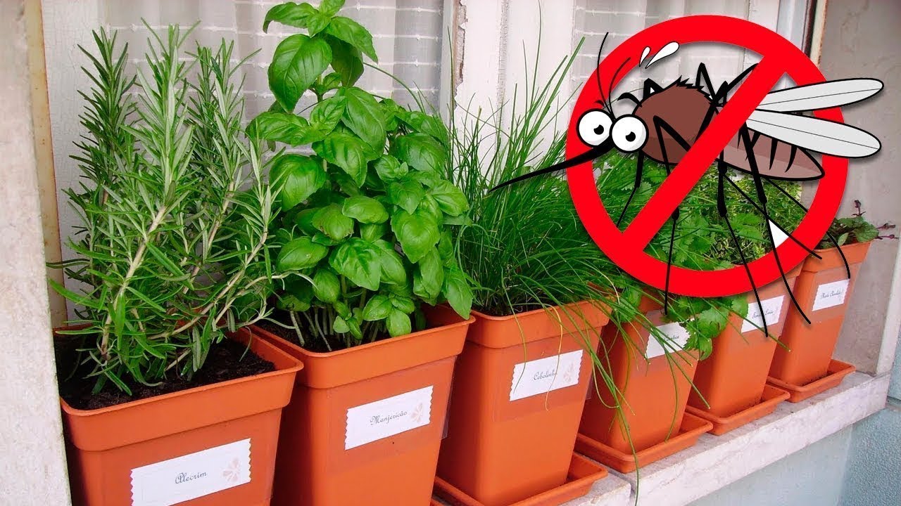 5 PLANTAS QUE AFASTAM MOSCAS E MOSQUITOS YouTube