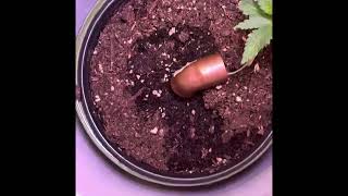 Guerilla grow seed to harvest Moonfog-Sour Strawberry update