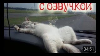 Приколы с котами и смешная озвучка животных – мемы от Domi Show