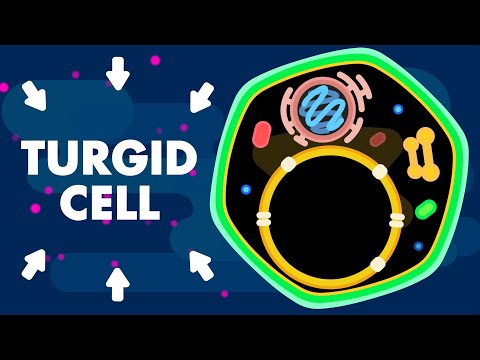 Video: Qual è la pressione di turgore della cellula flaccida?