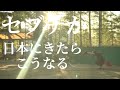 セブチが日本に来たらこうなります【SEVENTEEN 日本語訳】