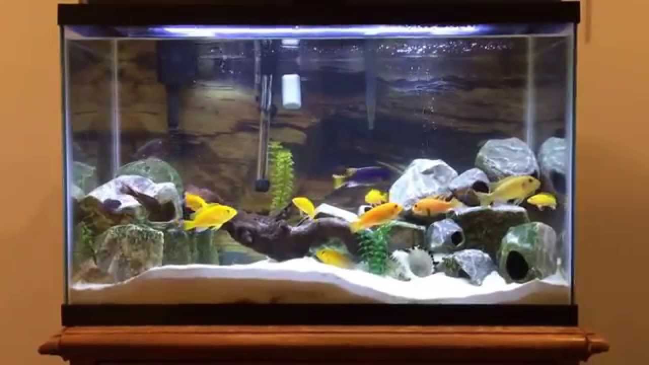 Mbuna cichlids 29G Tank YouTube