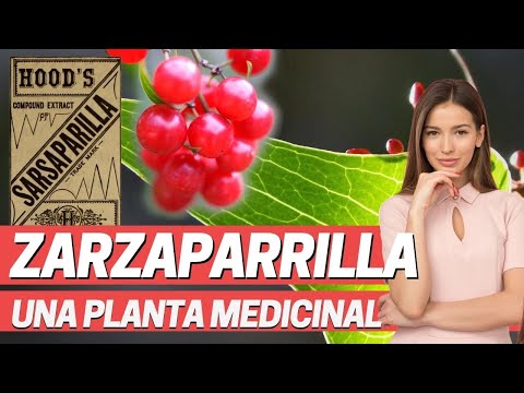 ZARZAPARRILLA, USOS Y PROPIEDADES DE PLANTA MEDICINAL Antepasada de la Coca cola (Smilax aspera)