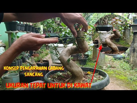 MENENTUKAN MUKA BONSAI dan pengarahan calon cabang bahan sancang