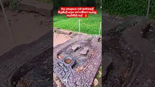      srilanka travel ancient please posopokunapond sachaacreation