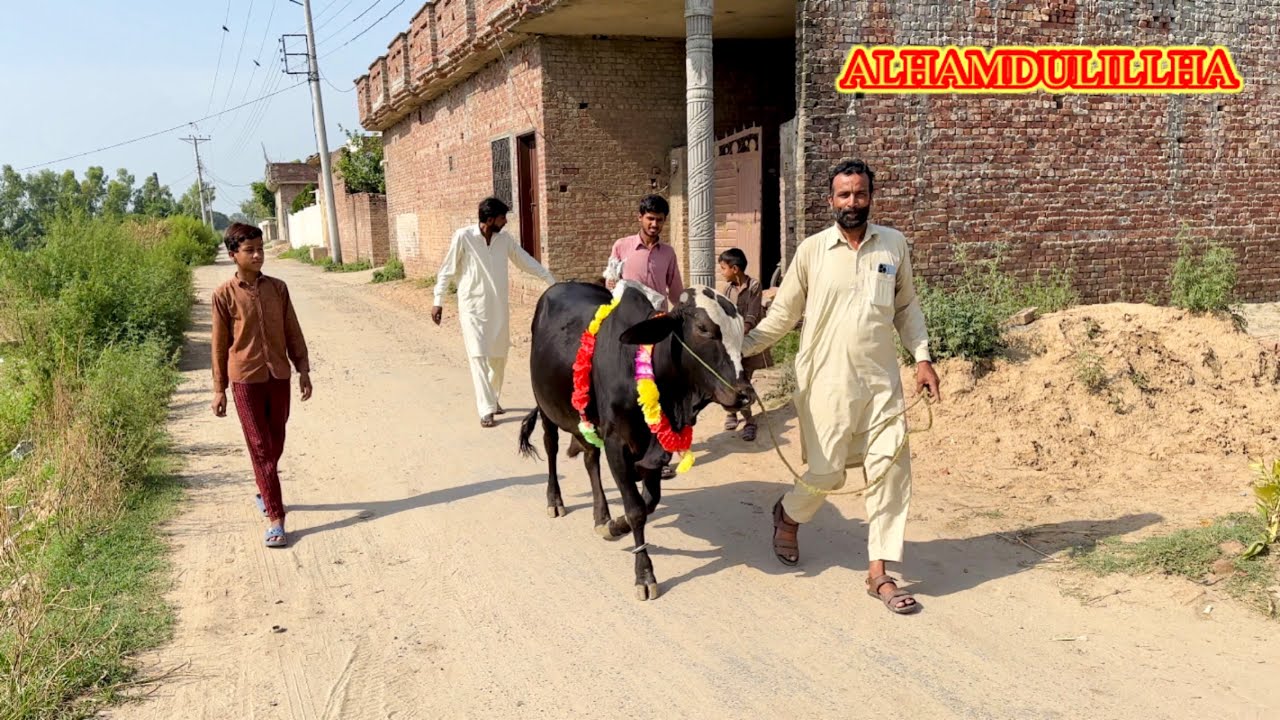 Finally 😍 Qurbani Ka janwar Ghar Lee Aye 😍 ALHAMDULILLHA 😍