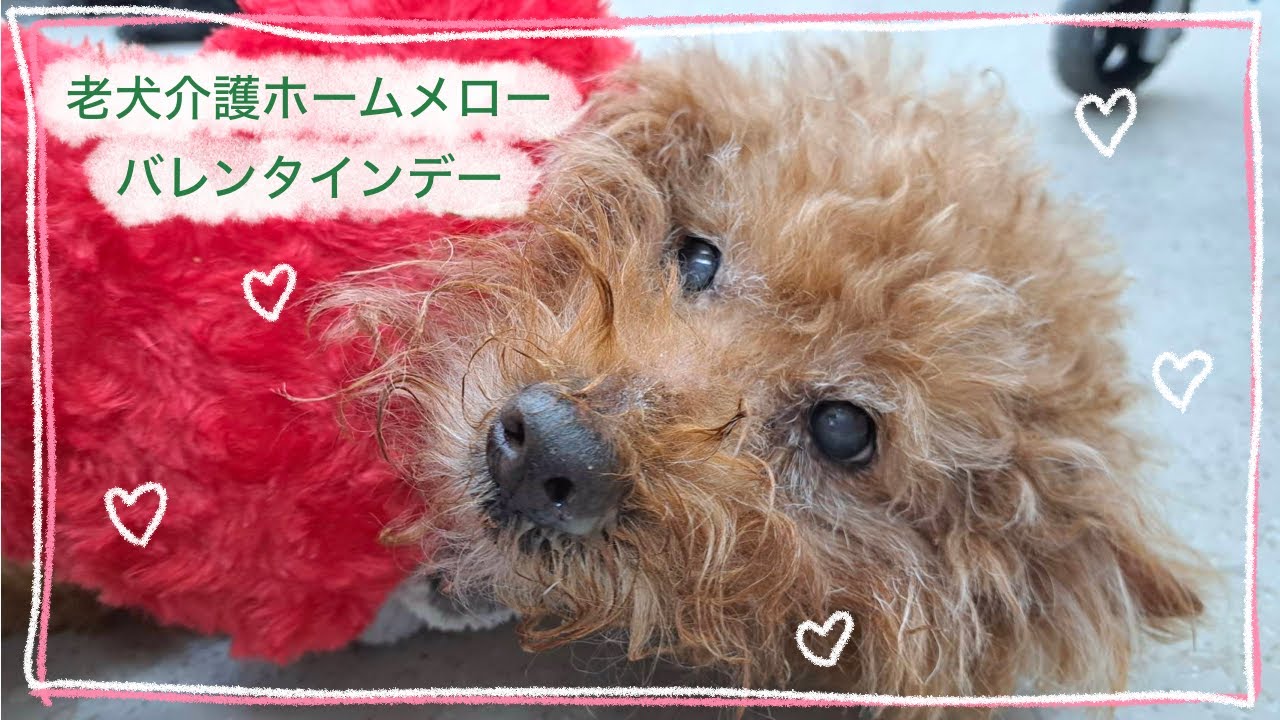 【老犬介護ホームメロー】バレンタインデー💝