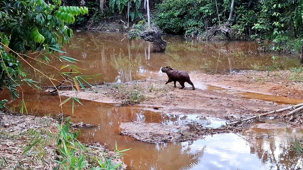 TRAÍRA GIGANTE , ESSE LUGAR TA LOTADO DELAS , PESCARIA DE TRAÍRA COM VARA DE BAMBU/PESCARIA RAIZ.
