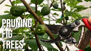 Pruning Fig Trees in the Spring: How to Trim a Fig Tree for Better Results