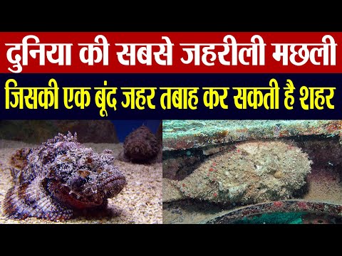 वीडियो: पत्थर की मछली - गहरे समुद्र की सबसे जहरीली निवासी