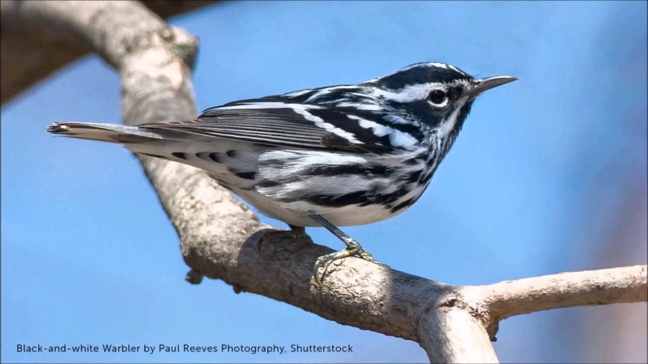 Black-And-White Warbler Song - Youtube
