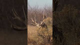There's a monster lurking in the brush!#wildlife #wildanimals #deer #buck #foryoupageシ