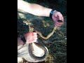 Спасение змеи полоза (желтобрюха) 120 см./Help snake (yellow-belly) 120 cm.