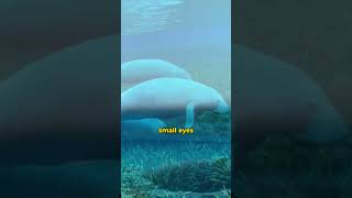 Amazonian Manatee Gentle Giants of the Amazon River 🌊🐾 #shorts
