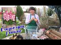 ГЛАДИОЛУСЫ в КАШПО и ГОРШКЕ. Как посадить? Gladioli flowers in pots.