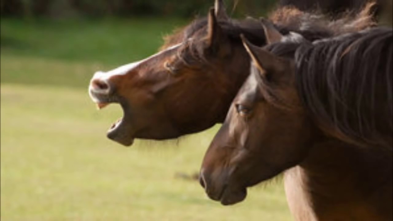 Horse Whinny HD Sound Effect Relincho de Caballo Efecto de Sonido HD