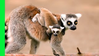 Battle-Shy Lemur Queen Fights With Baby On Her Back Love Nature