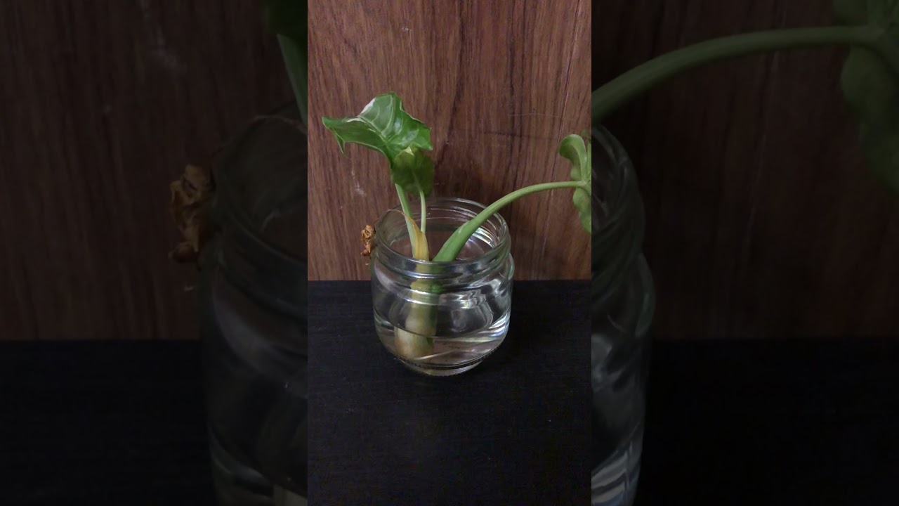 斑入りクワズイモは水挿しで発根できますね ショート動画 Youtube