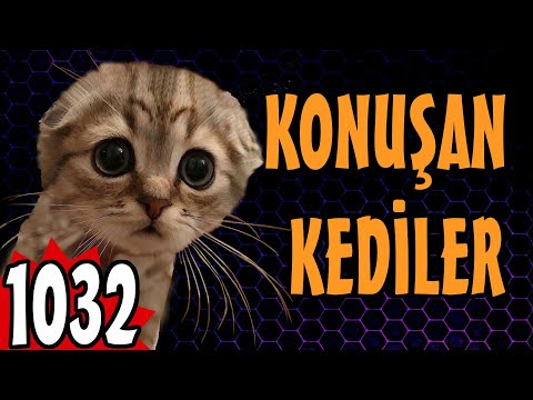 Komik Kedi Videoları - Konuşan Kediler 1032 - En Komik Kediler