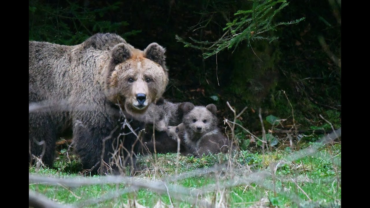 Mama bear and her cubs - YouTube